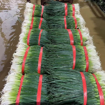 小葱产地直供精品香葱大掉价一手货源要的联系