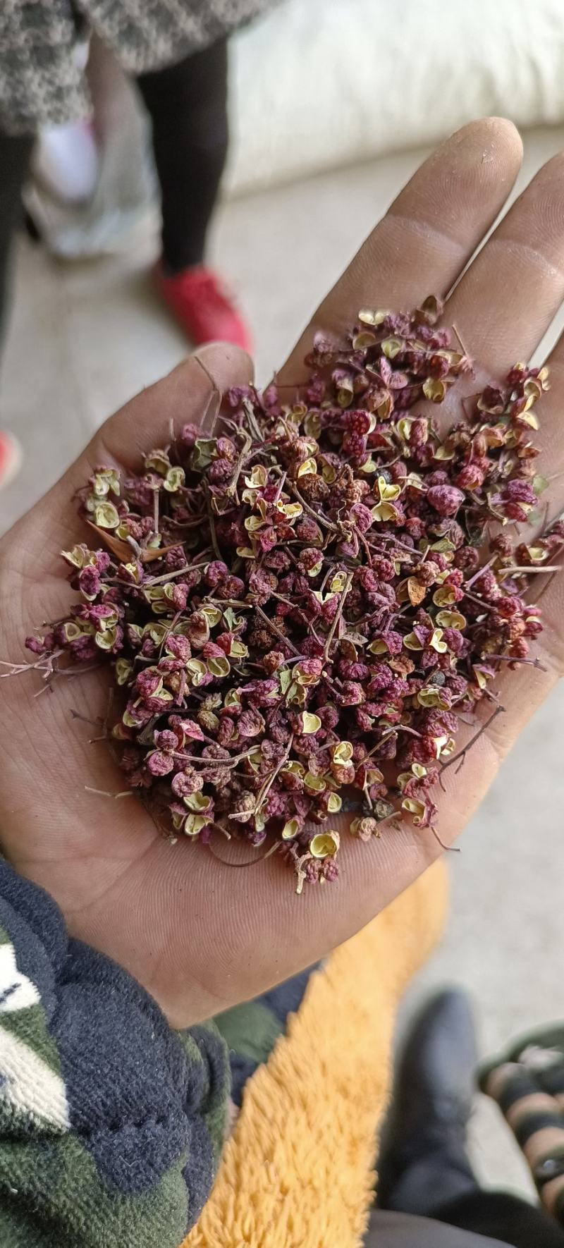 各位广大的客户朋友大家好，本人甘肃的，长年批发甘肃大红袍