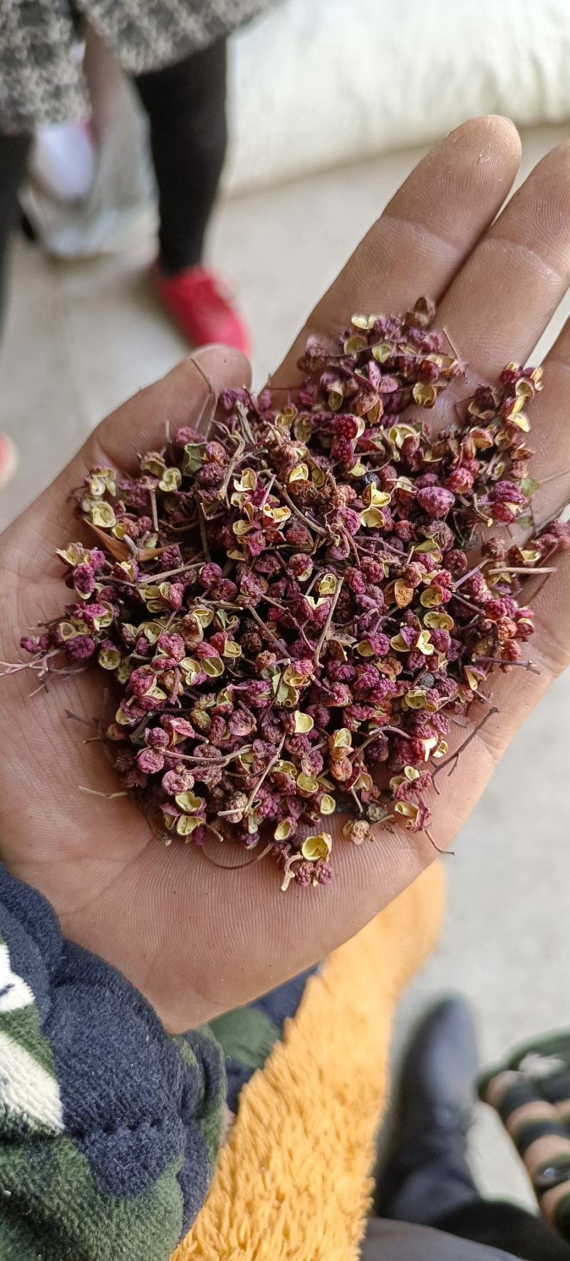 各位广大的客户朋友大家好，本人甘肃的，长年批发甘肃大红袍