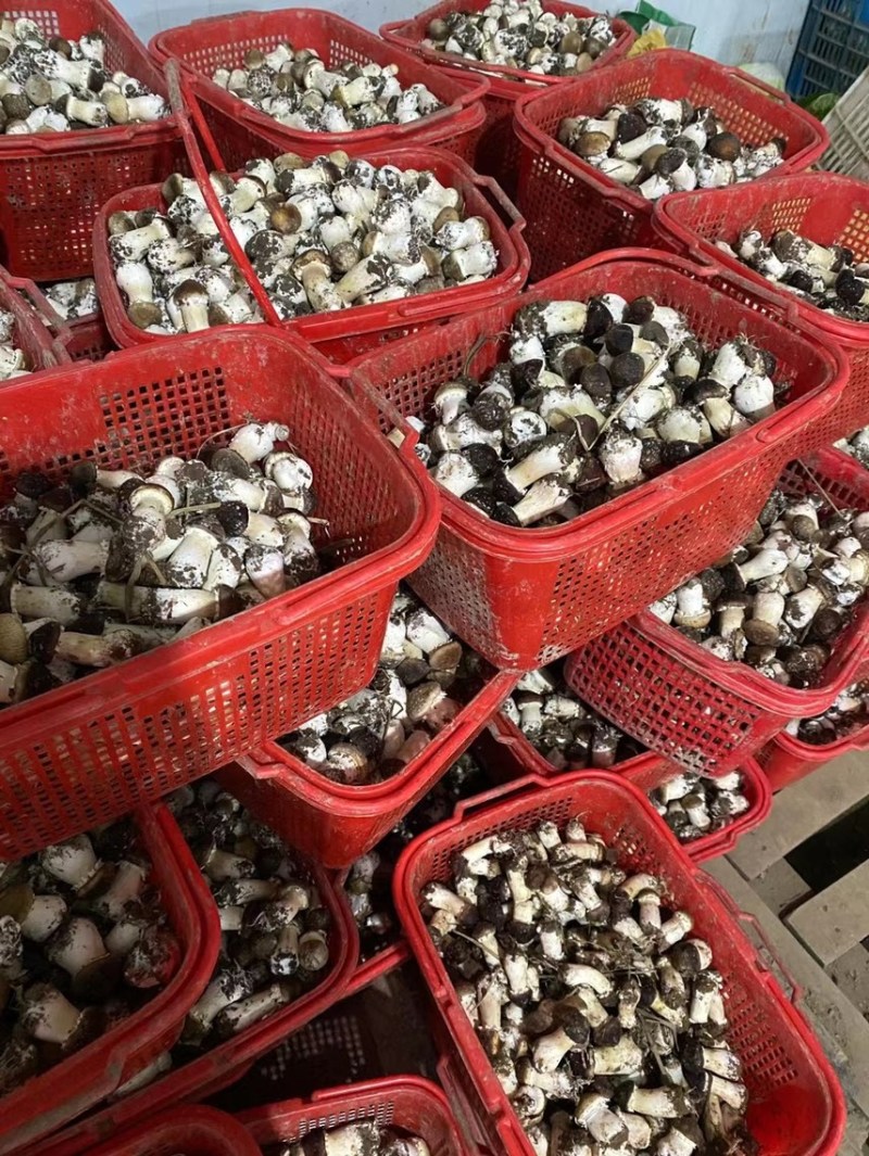 姬松茸原产地新鲜现摘现发支持各类配送电商一件代发