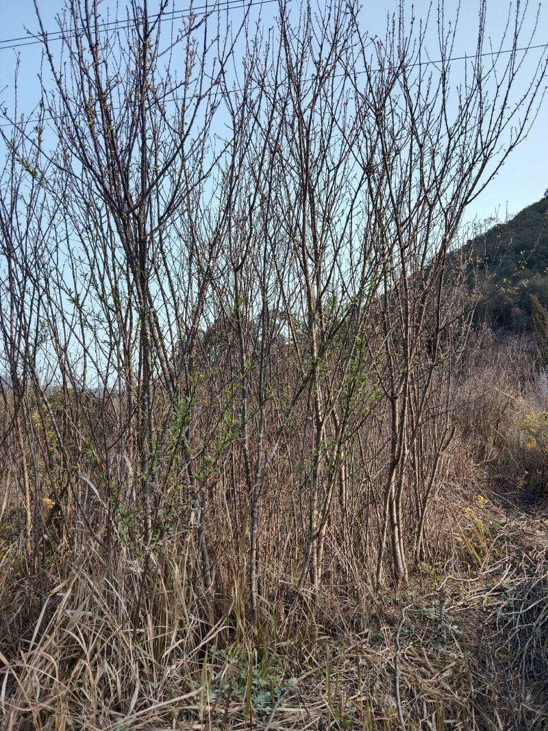 嫁接蜂糖李树苗