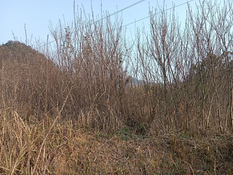 嫁接蜂糖李树苗