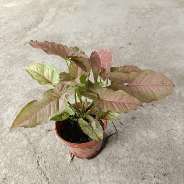 红粉佳人合果芋盆栽(110#)彩叶绿植绿墙地被