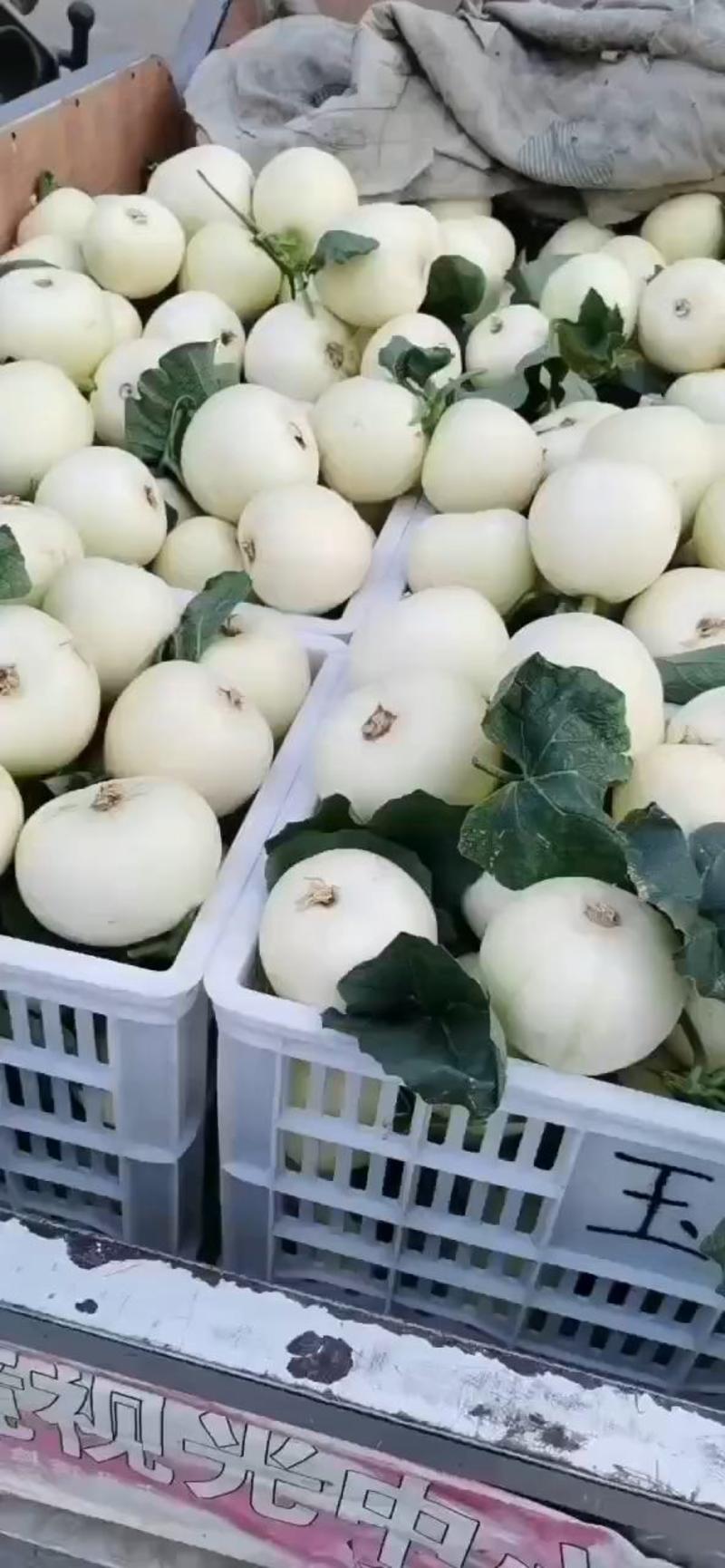 砀山县小白瓜已经大量上市了，果型端正，皮溥脆甜，糖份高。