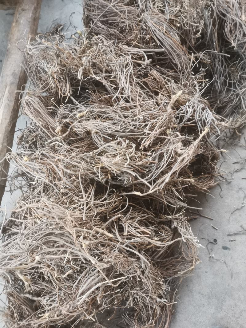 纯正威灵仙