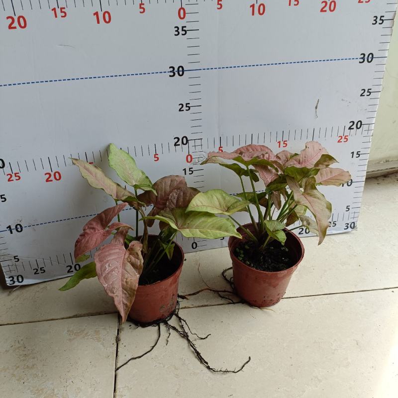 红粉佳人合果芋盆栽(110#)彩叶绿植绿墙地被
