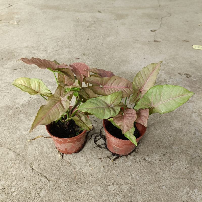 红粉佳人合果芋盆栽(110#)彩叶绿植绿墙地被