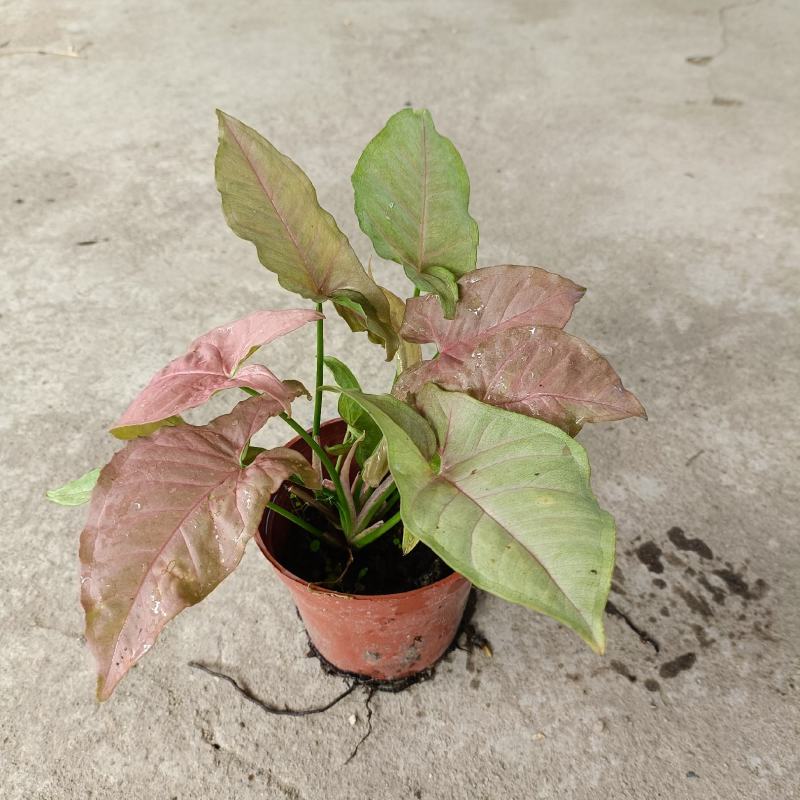 红粉佳人合果芋盆栽(110#)彩叶绿植绿墙地被