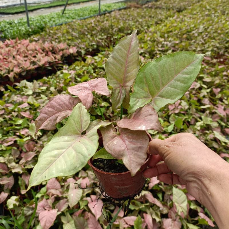 红粉佳人合果芋盆栽(110#)彩叶绿植绿墙地被