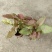 红粉佳人合果芋盆栽(110#)彩叶绿植绿墙地被
