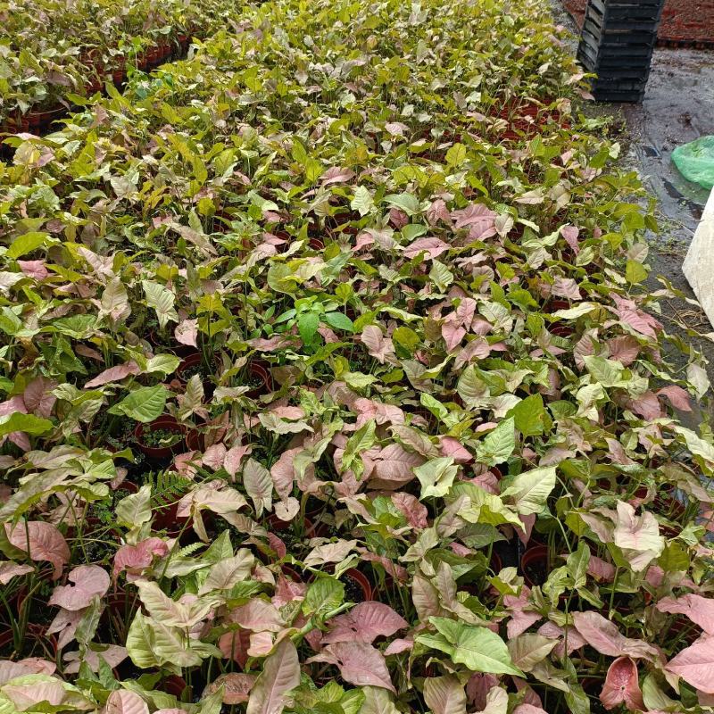 红粉佳人合果芋盆栽(110#)彩叶绿植绿墙地被