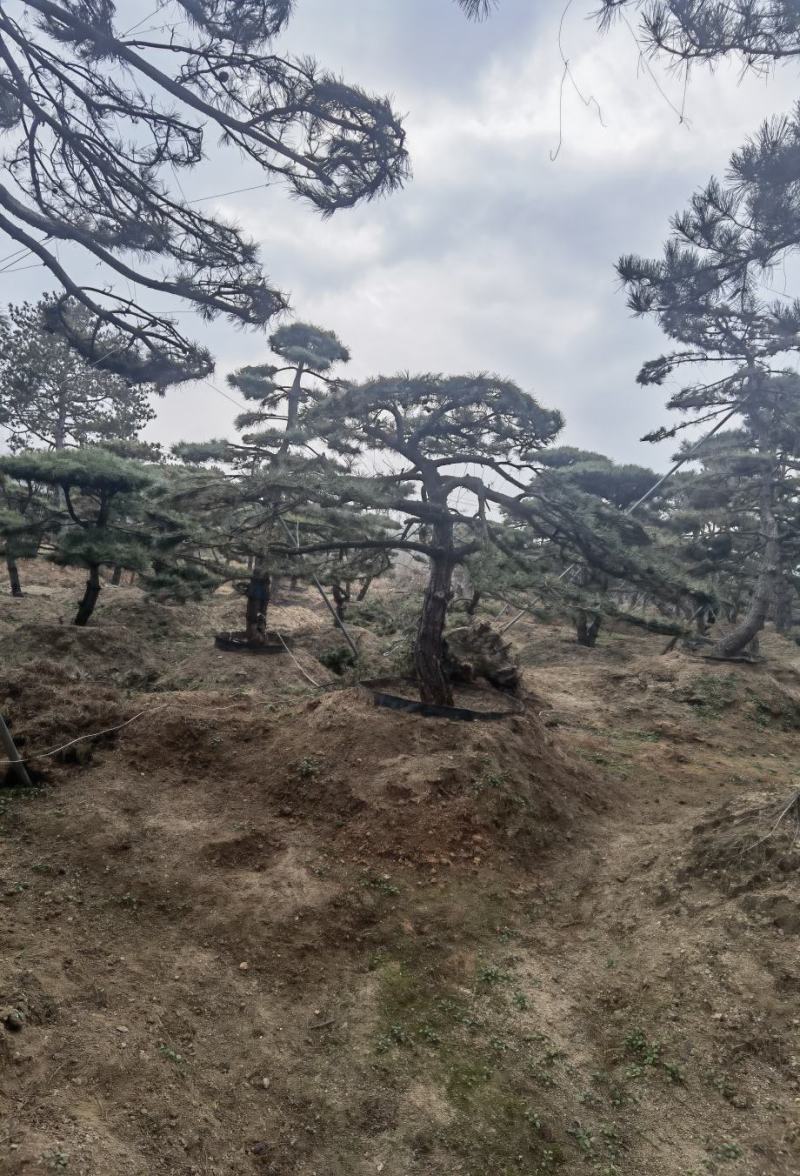 造型松