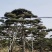 造型松
