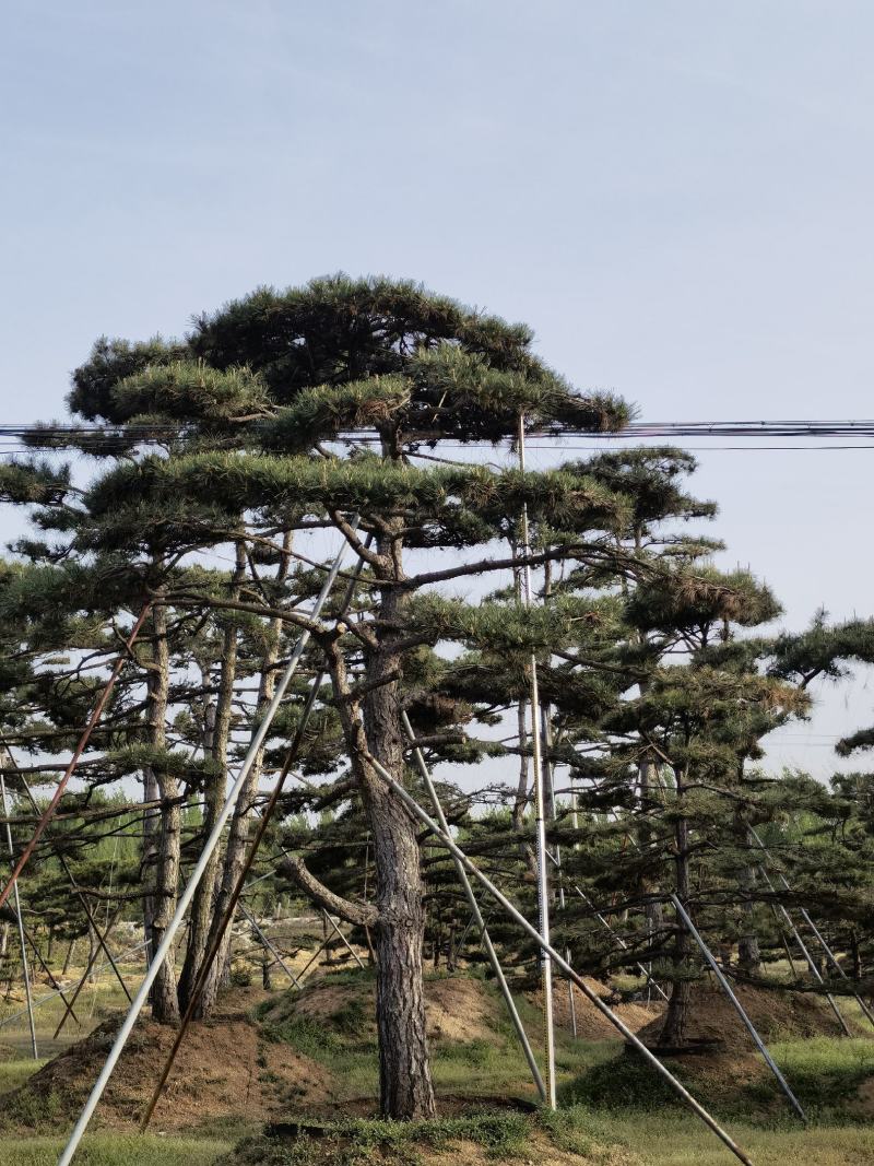 造型松
