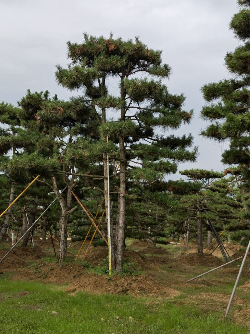 造型松