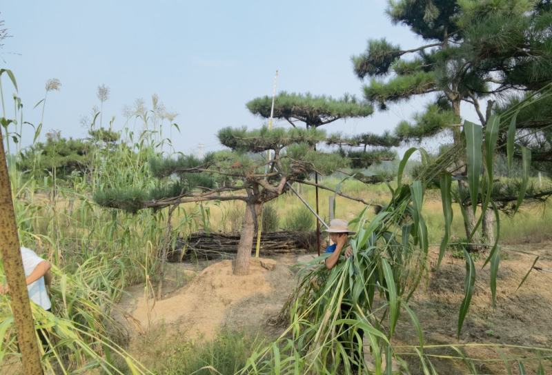 造型松