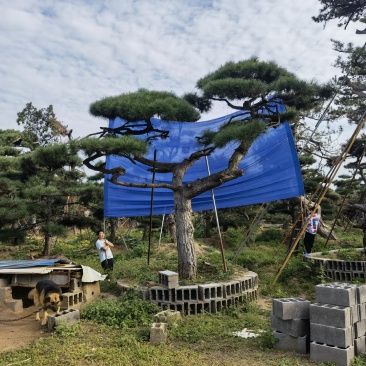 造型松