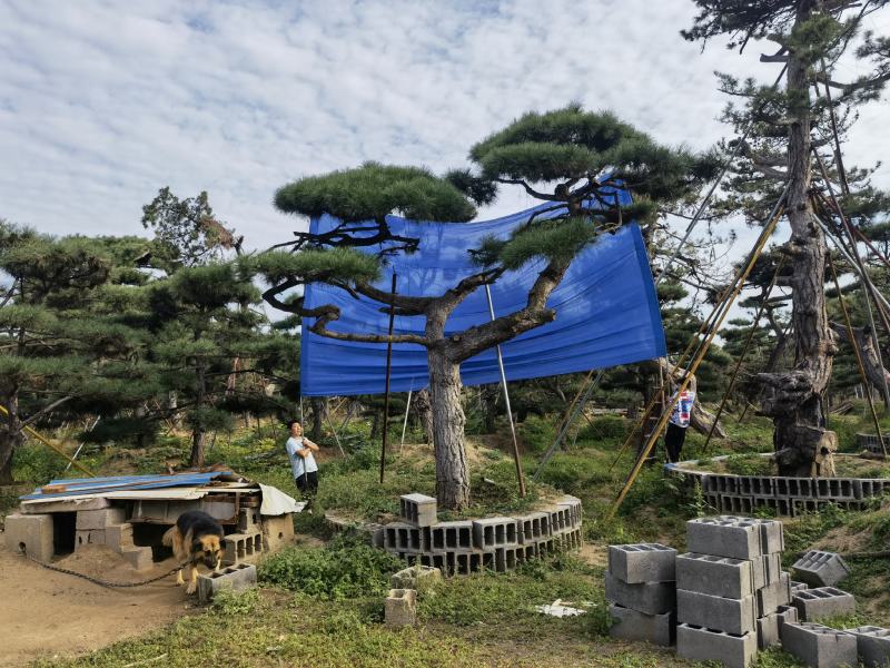 造型松
