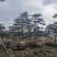 造型松