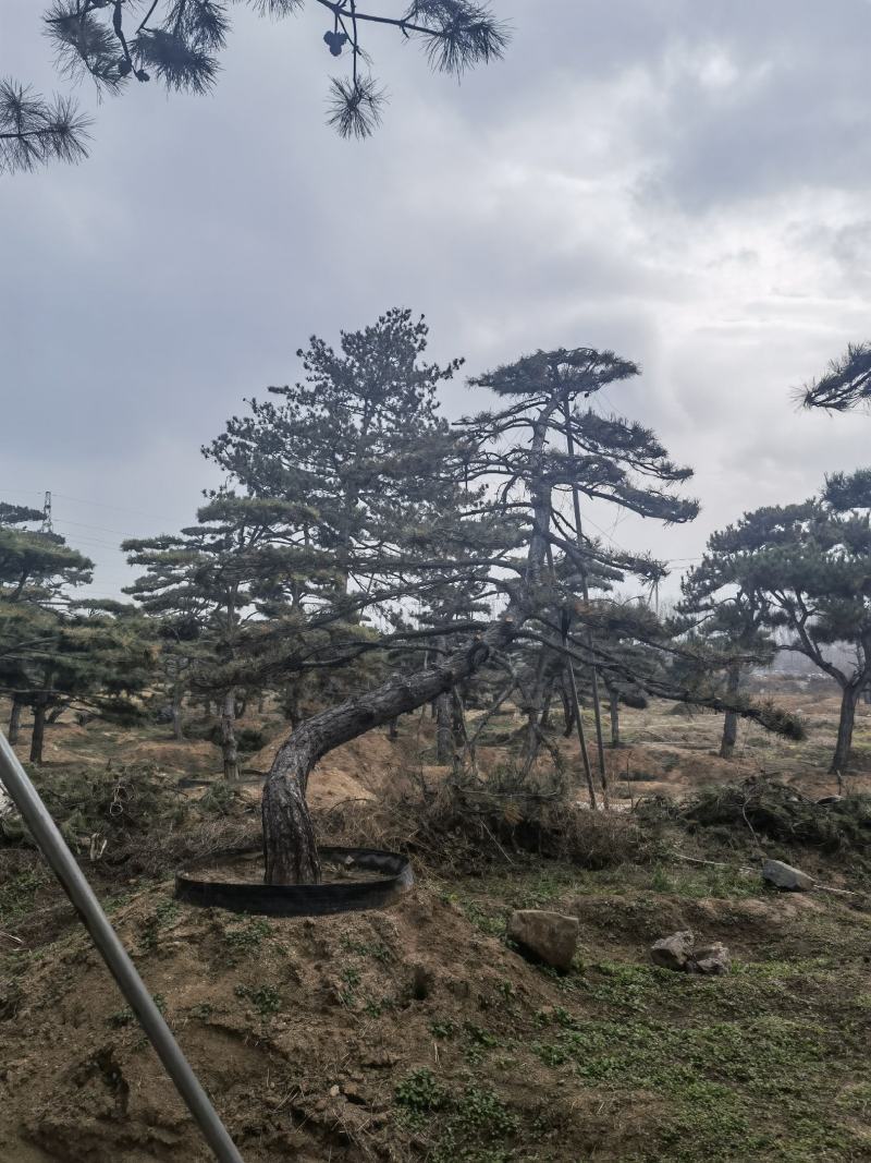 造型松