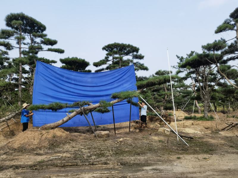 造型松