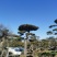 造型松