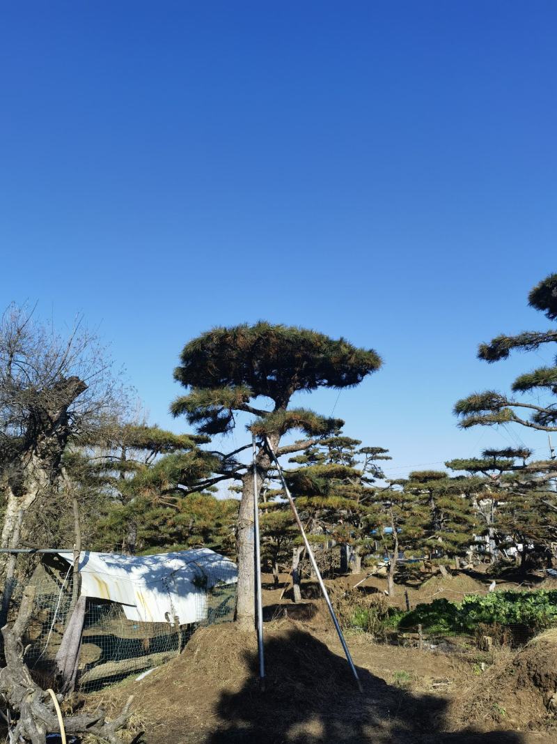 造型松