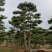 造型松
