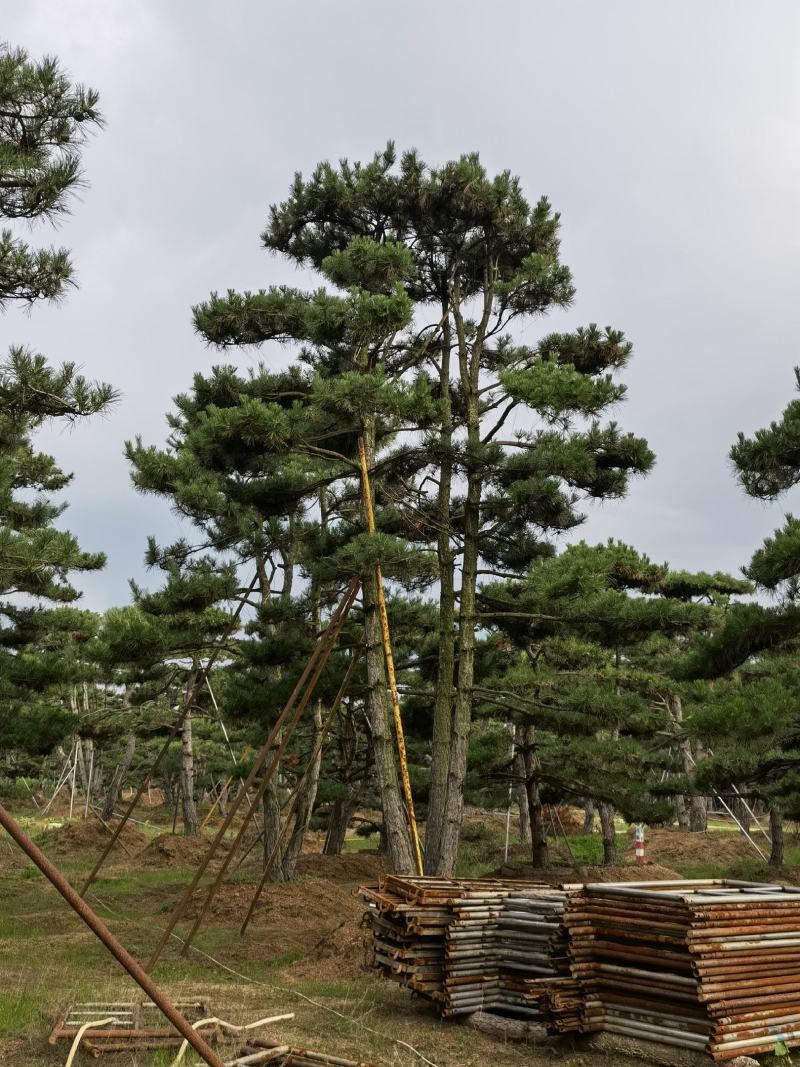 造型松