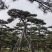 造型松