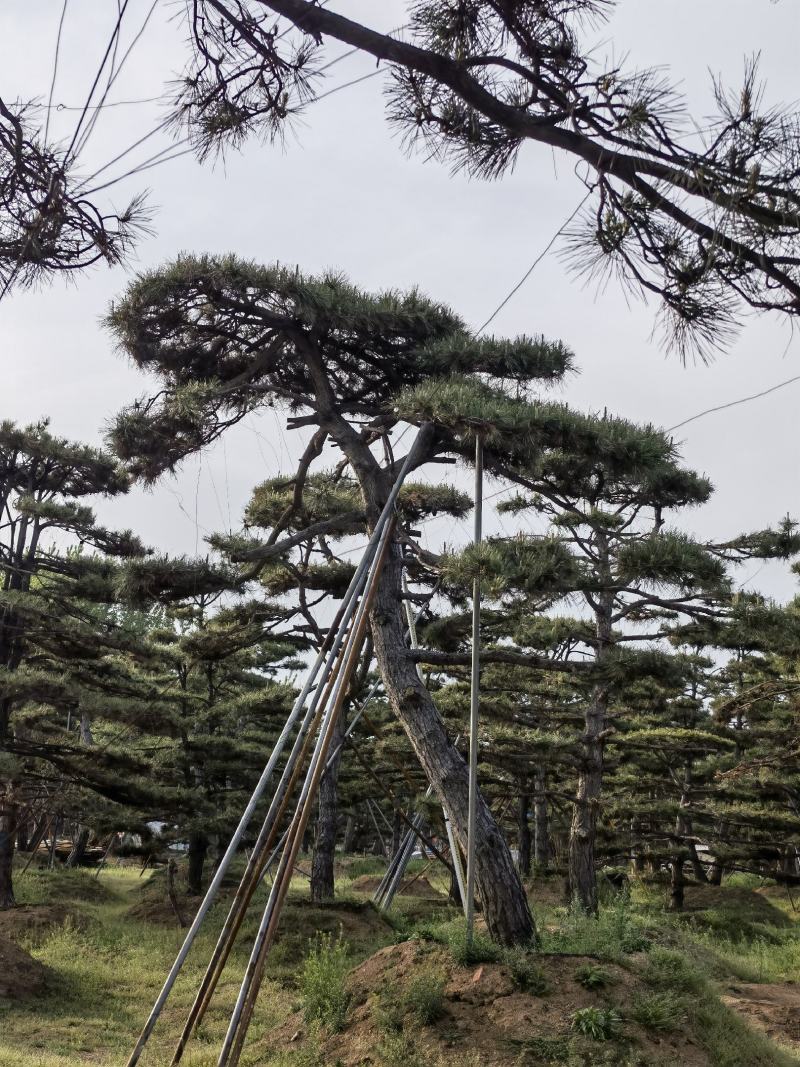 造型松