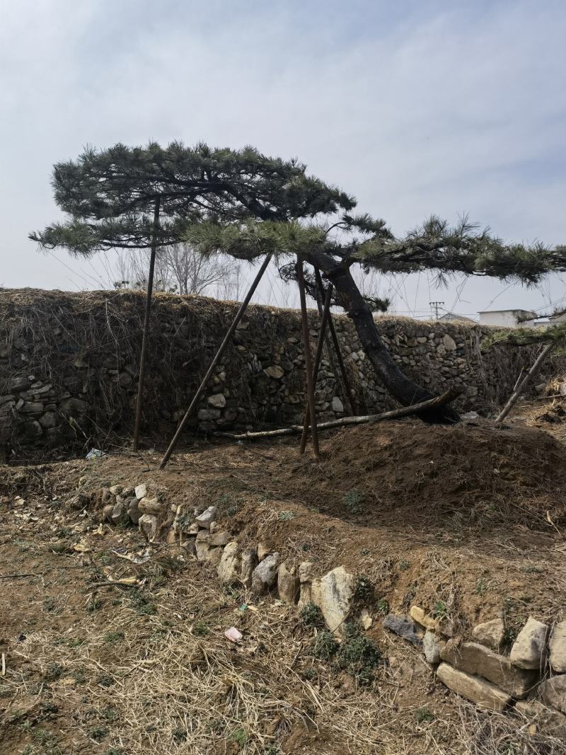 造型松