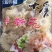 牛鞭花，货源稳定充足，全国冷链物流发货！！！！！！！！！