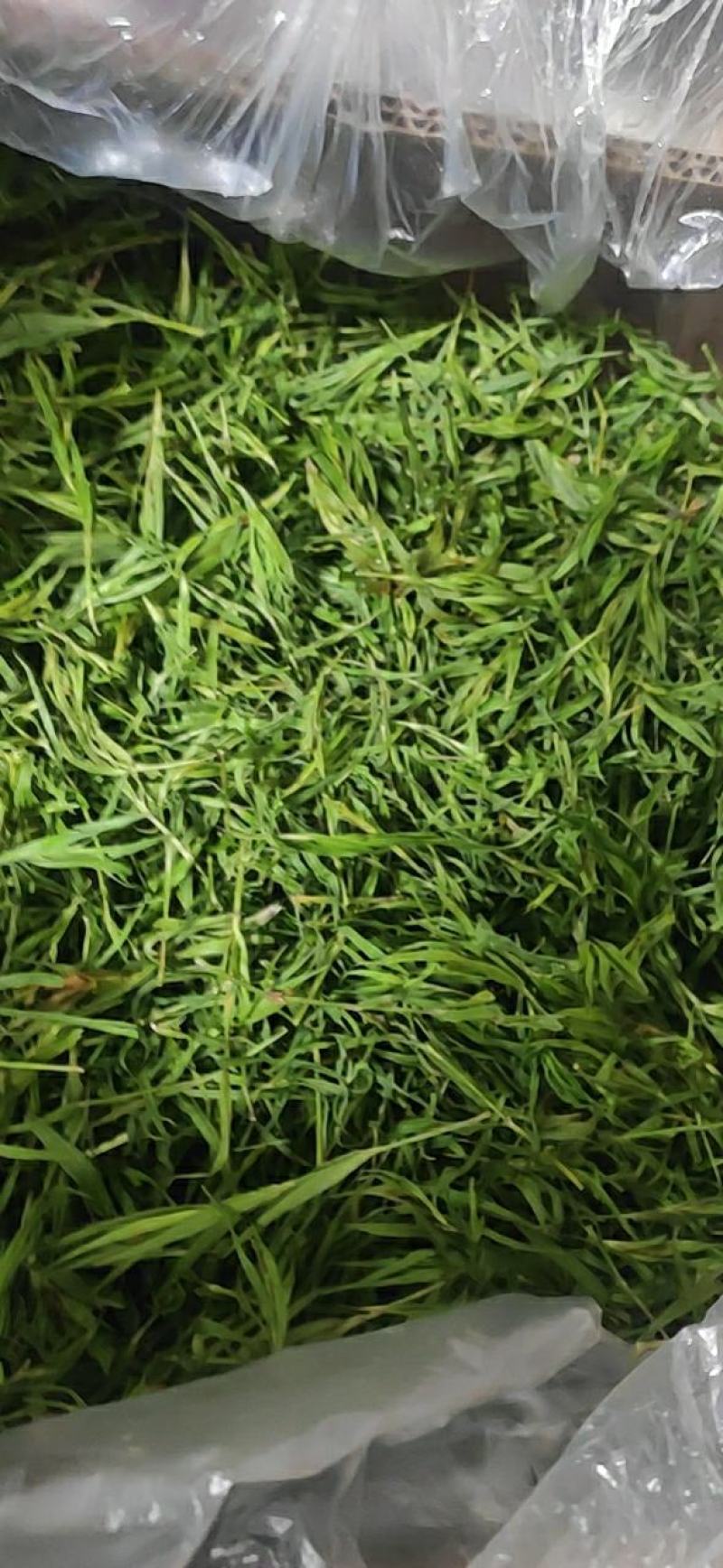 竹叶干货石竹叶颜色绿欢迎选购！量大从优！