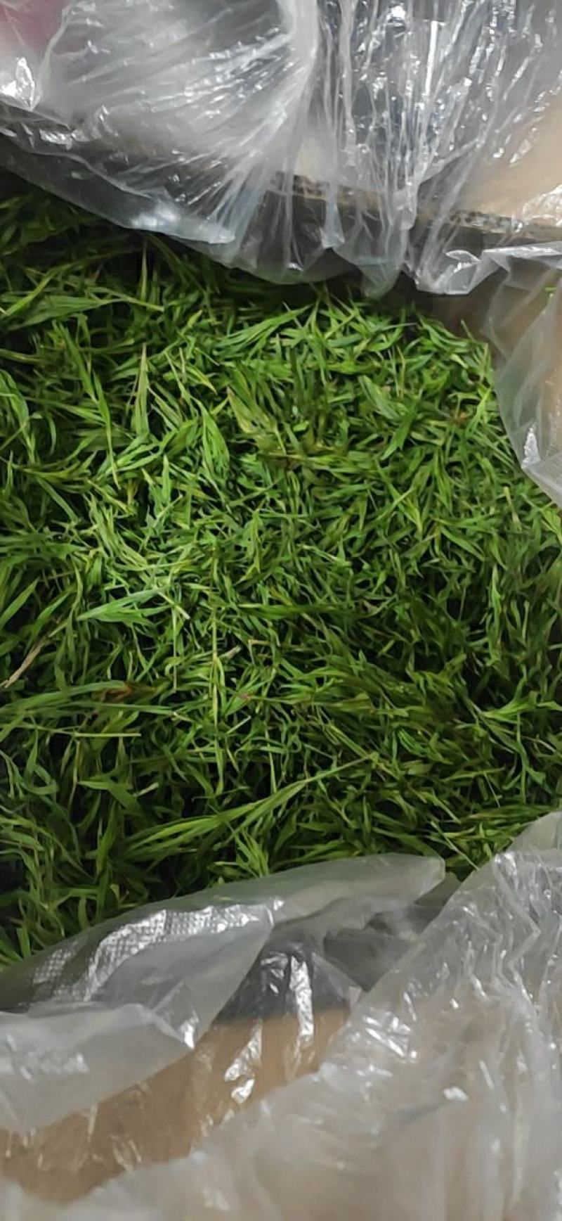 竹叶干货石竹叶颜色绿欢迎选购！量大从优！