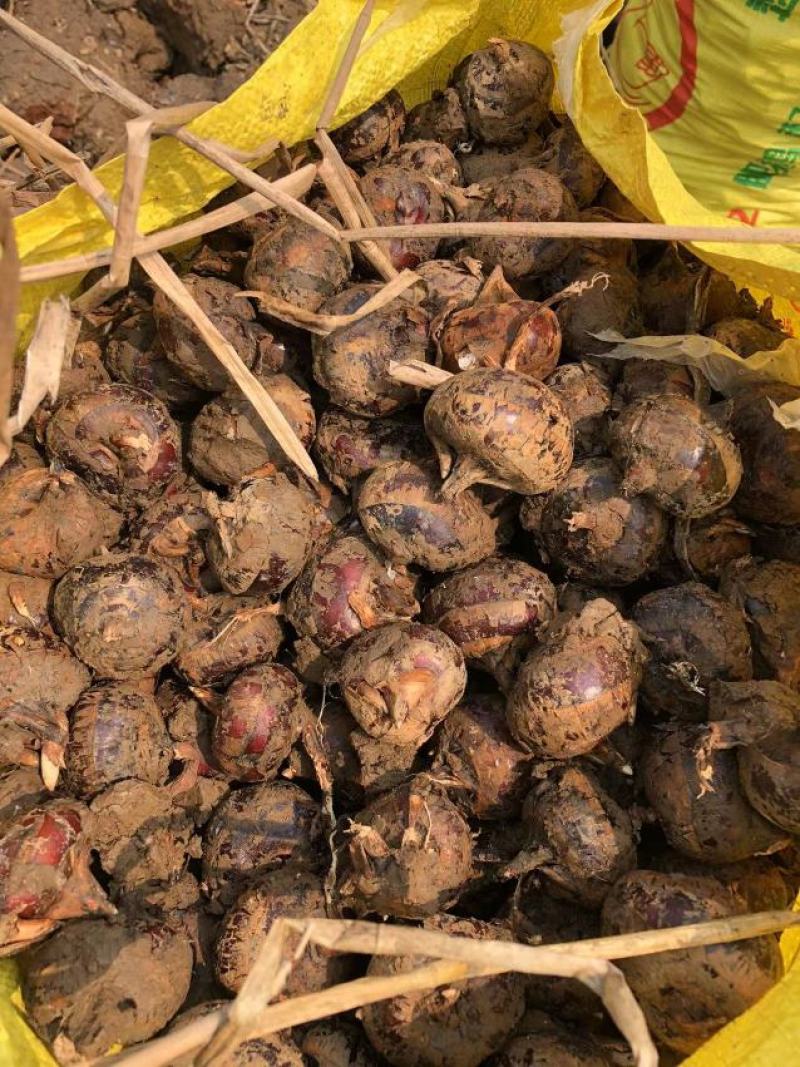 广西贺州马蹄原产地批发大量供应个头大画渣欢迎订购