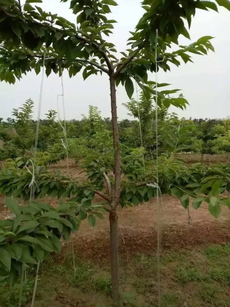 车厘子樱桃苗矮化樱桃树苗美早俄八嫁接樱桃苗