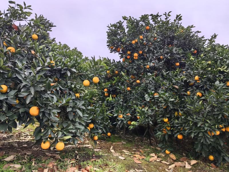 崀山脐橙
