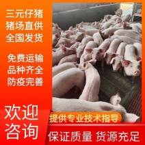 精品三元仔猪，，支持检测，保证健康全国送猪到家