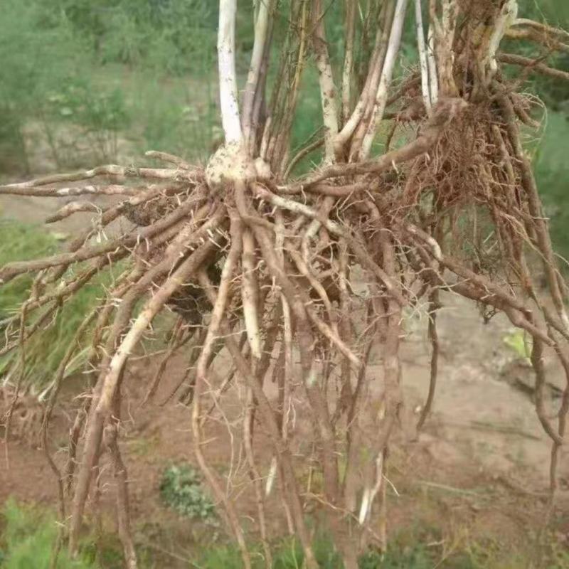 芦笋苗根粗苗壮抗病性强成活率高适宜四季栽培