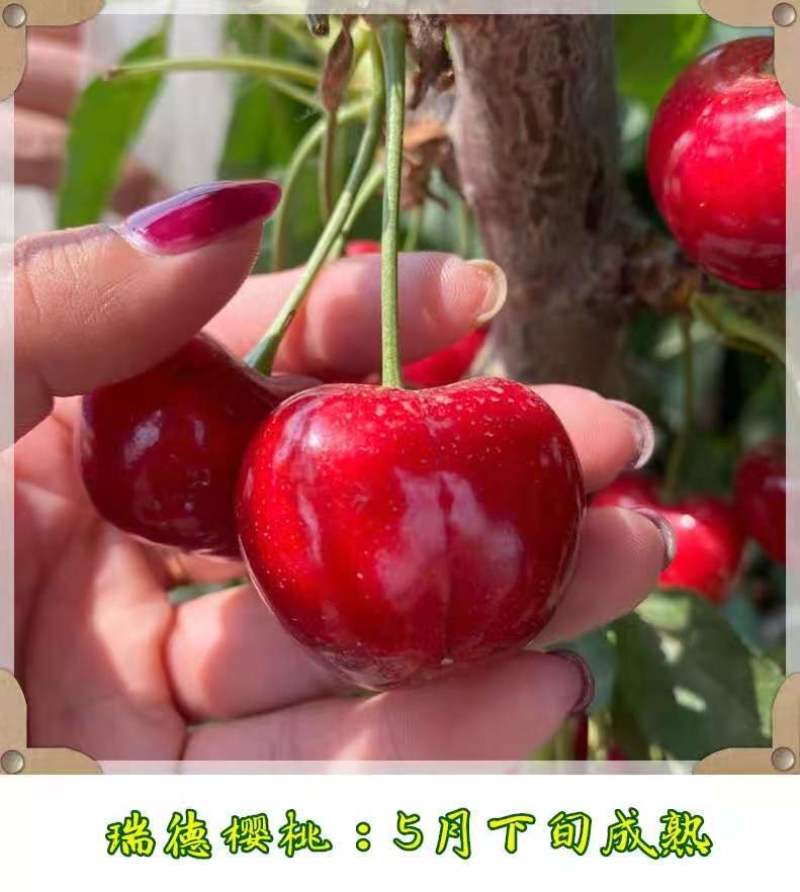 车厘子樱桃苗矮化樱桃树苗美早俄八嫁接樱桃苗