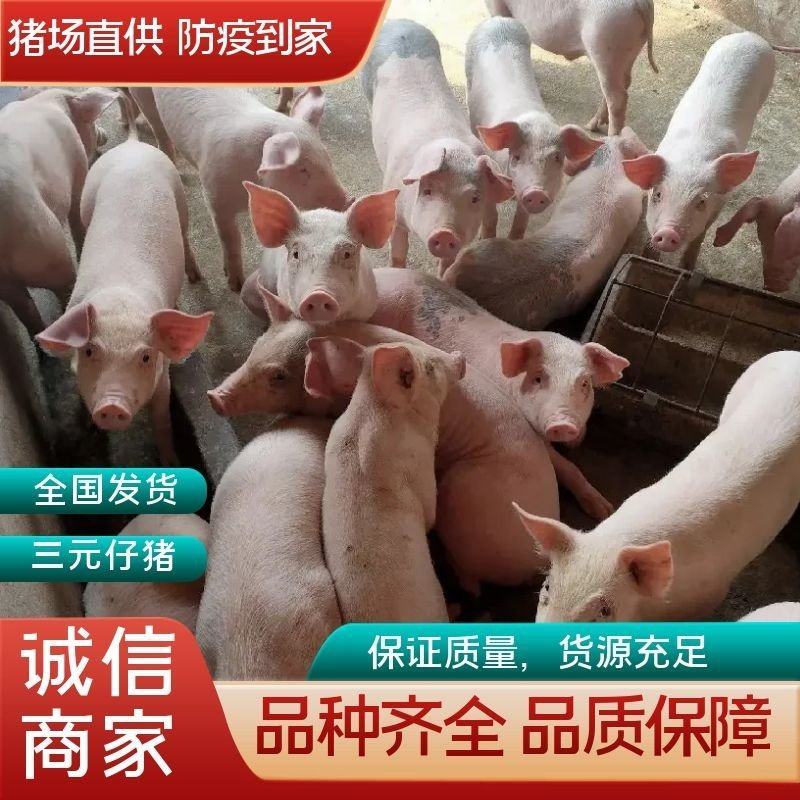 精品三元育肥猪苗，全国送猪到家，保证健康支持血检