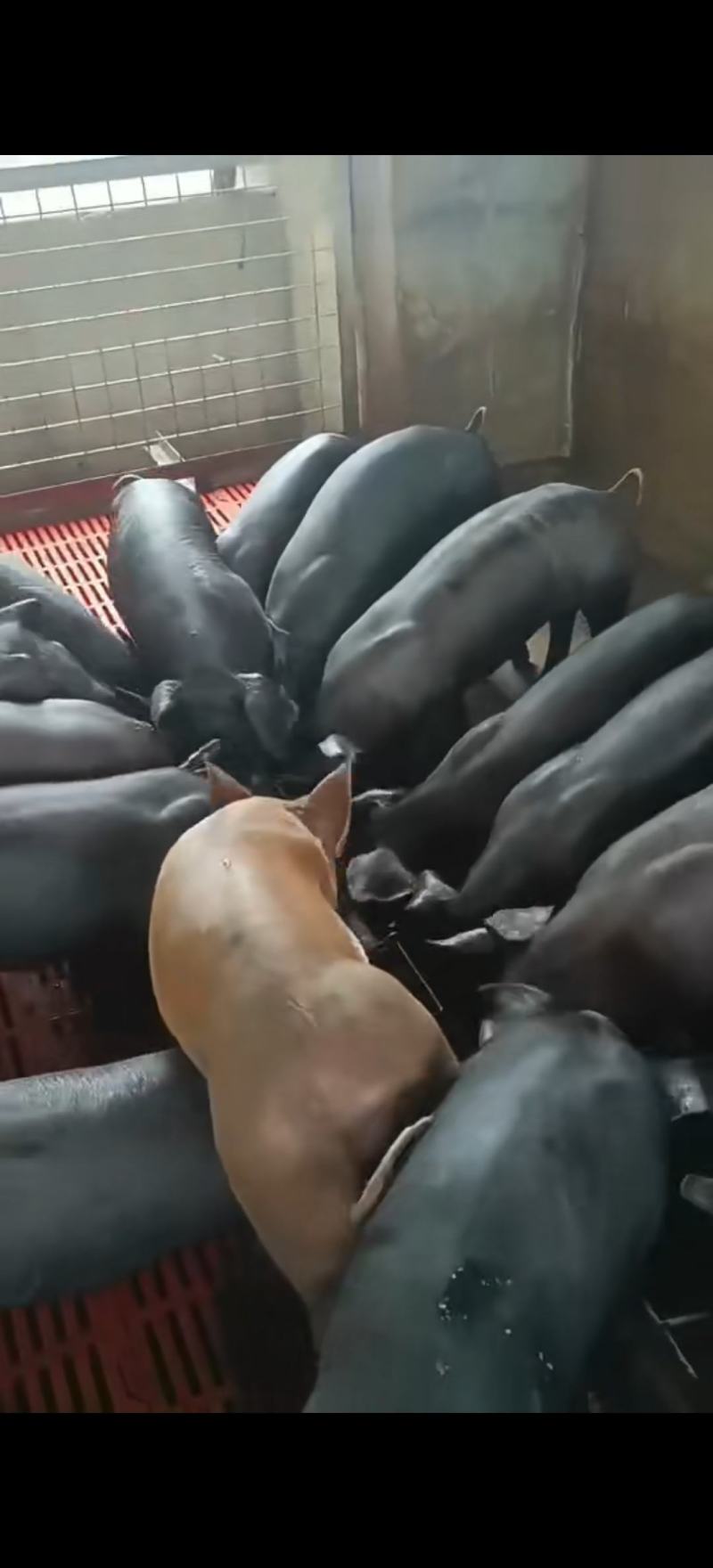 精品三元育肥猪苗，全国送猪到家，保证健康支持血检