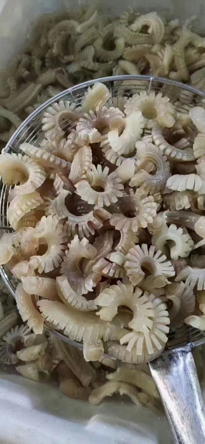 牛鞭花现货，货源稳定，充足，一手货源，全国发货！！！！！