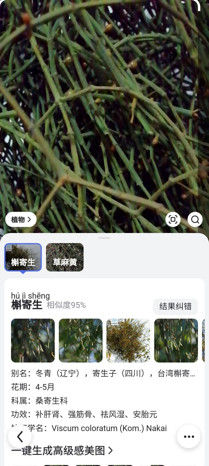 槲寄生