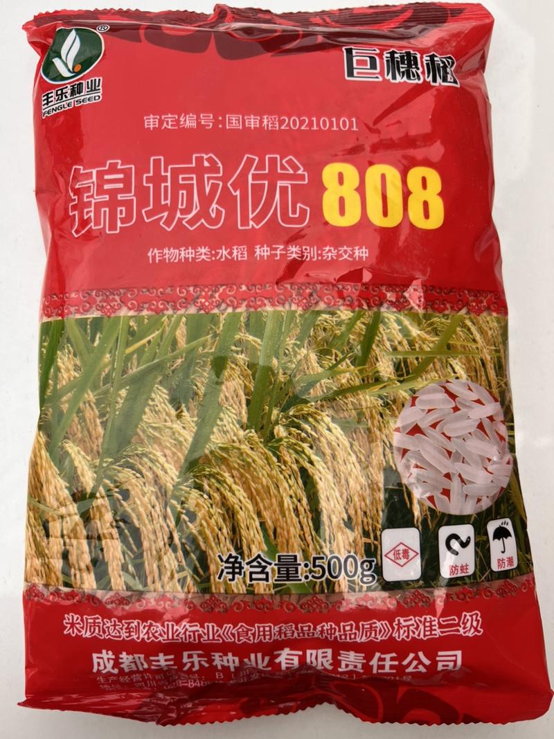 巨穗稻锦城优808优质杂交水稻种子高产谷种