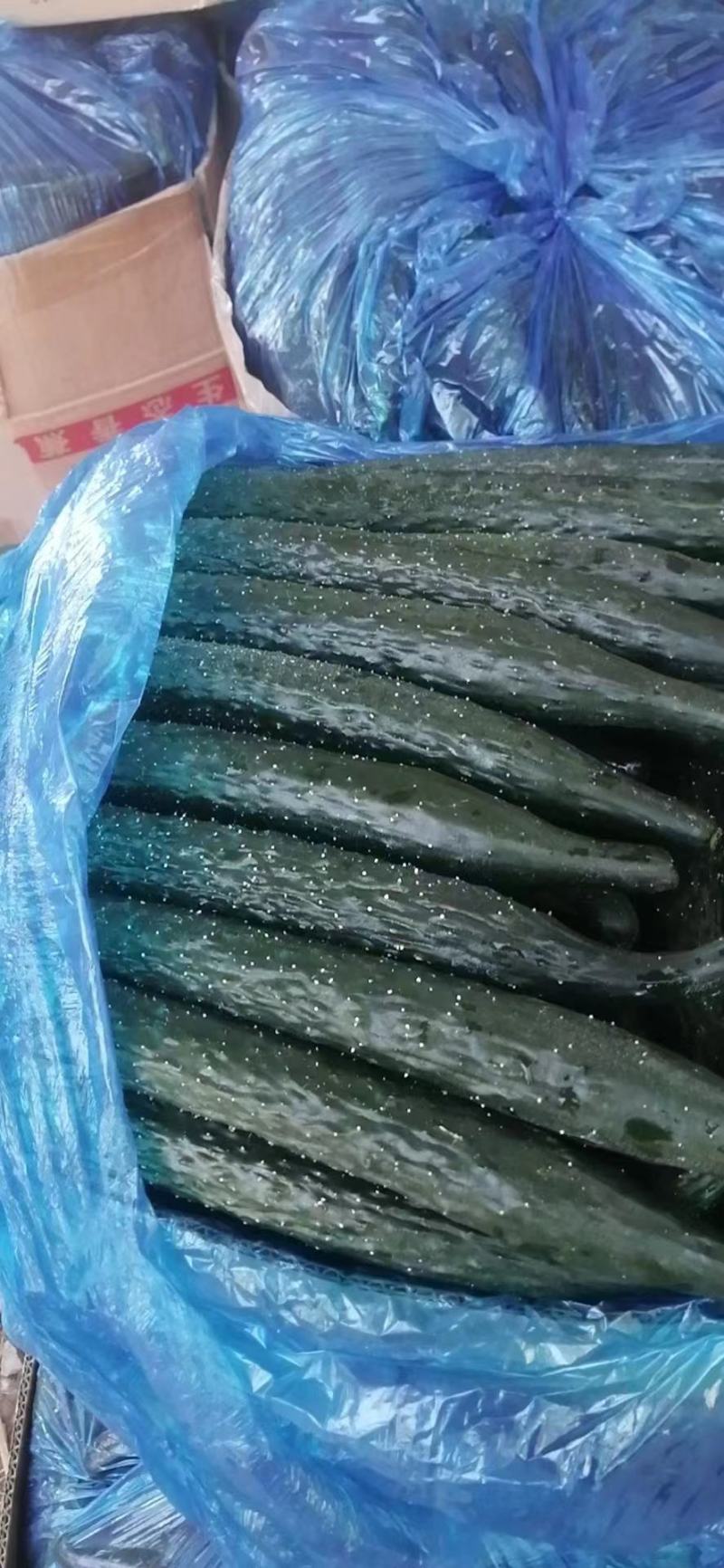 夏邑精品密刺油亮黄瓜质量好产地直发，价格实惠，欢迎联系咨