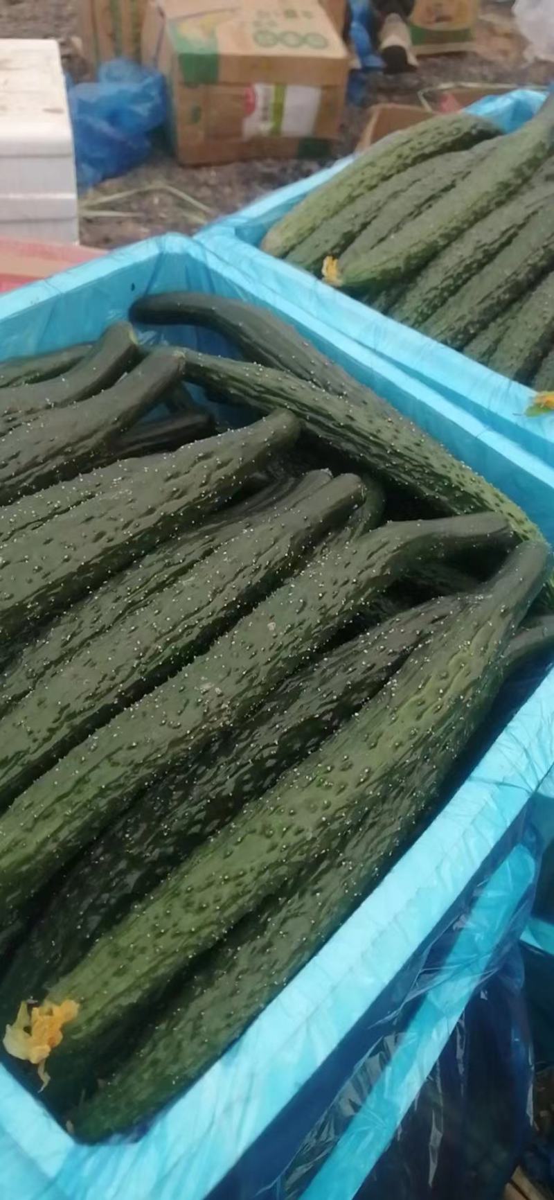 夏邑精品密刺油亮黄瓜质量好产地直发，价格实惠，欢迎联系咨