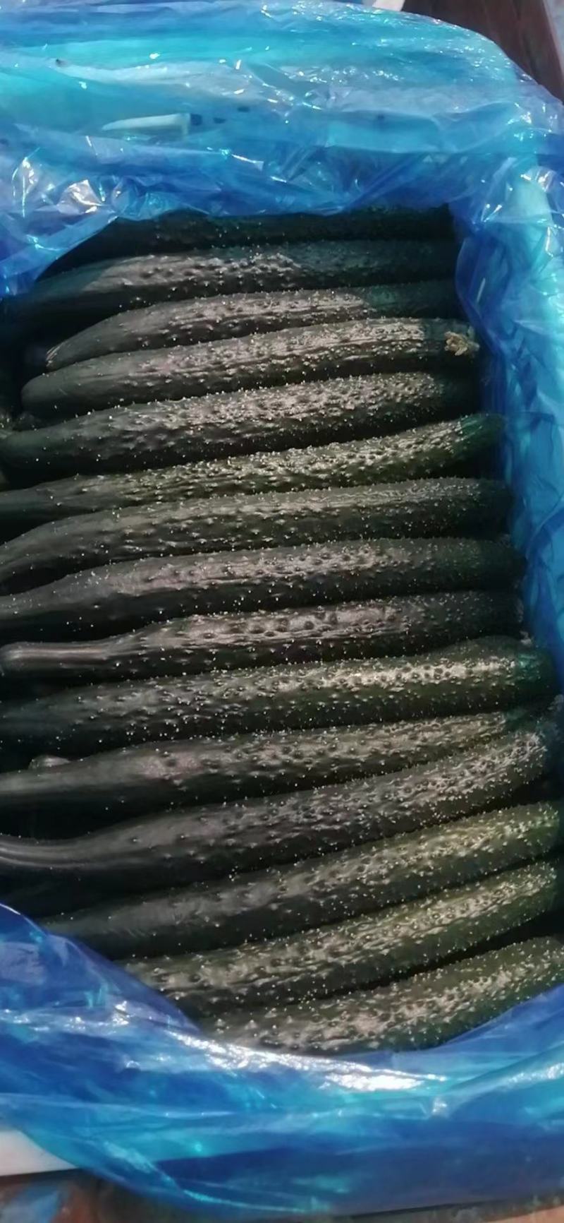夏邑精品密刺油亮黄瓜质量好产地直发，价格实惠，欢迎联系咨