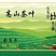 24年的茶树冬茶非常好厂家直销性价比很高